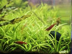 -溪岸路花鸟市场