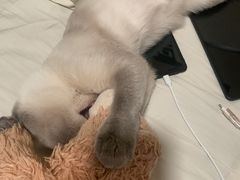 -宠颐生宠物医院·犬猫全科·皮肤科(商业街店)