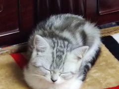 -爱宠屋pet shop·宠物洗澡·宠物美容