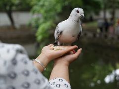 -西园寺