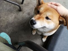 -柴犬高等学院·狗咖·柴犬售卖·宠物训练