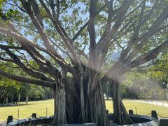 -深圳仙湖植物园