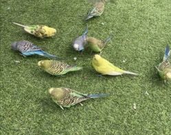 点击看大图 -萌宠亲子动物乐园(槐房万达店)