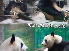 -灵玲国际马戏城