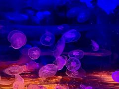 -欢乐海岸海洋奇梦馆