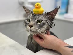 -老吴的猫·猫舍(新区店)