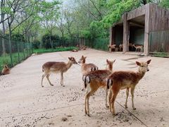 -合肥野生动物园