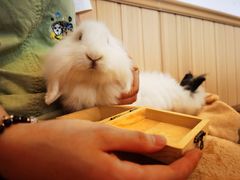 -猫猫幼稚园·撸猫·桌游·电玩