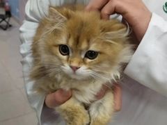 -瑞派福兴宠物医院犬猫全科·骨科·中西医结合(河东店)