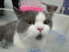 -车接车送·寄养洗护·德文猫舍(大宁店)