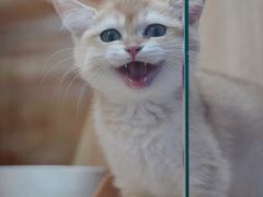 -山宅一喵德文卷毛猫舍