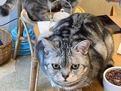 -猫友咖啡店(玉林西路店)