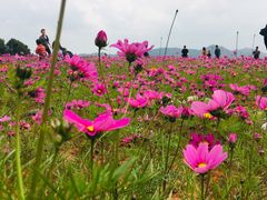-光明小镇欢乐田园
