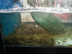 -全乐鱼馆·淳牌有机鱼直营店