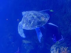 -太平洋海底世界