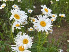 -汉长安城未央宫国家考古遗址公园