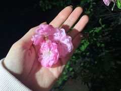 -丁香湖公园