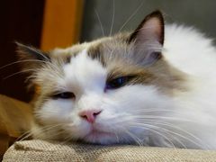 -共舞时光猫咖·狗咖(新街口店)