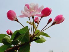 -海棠花溪(元大都城垣遗址公园)