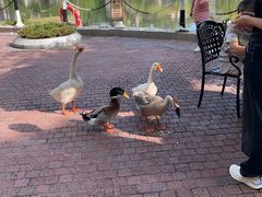 -深圳东部华侨城茵特拉根酒店