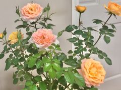 -双季花艺园艺市场(浦东店)