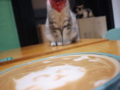 -猫色咖啡·猫咖