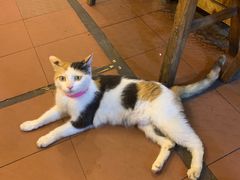 -苟味道老火锅(黄桷坪店)