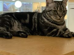 -李小姐の猫咖啡馆(五角场店)