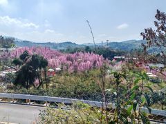 -桃源山庄·水蜜桃采摘·柴火鸡·烧烤团建(龙泉山店)