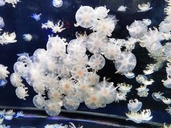 -太平洋海底世界