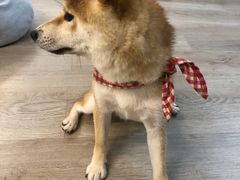 -柴迷FANS CLUB·柴犬狗咖·猫咖