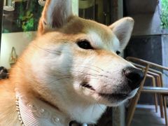 -柴务处·柴犬主题狗咖