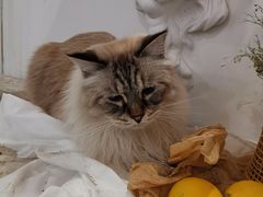 -共舞时光猫咖·狗咖(新街口店)
