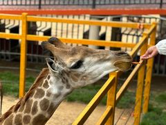 -西霞口神雕山野生动物世界