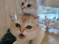 -飞行喵MR PILOT|猫舍·猫咖(静安大融城店)