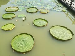-大湾区中央湿地公园