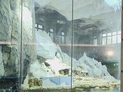 -帝企鹅自助餐厅•儿童岛•真企鹅(长隆企鹅酒店)