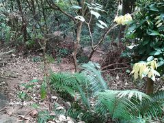 -黄埔油麻山森林公园