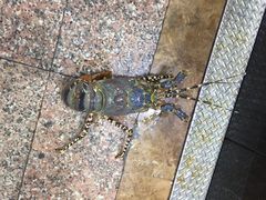 -渔民新村(番禺总店)