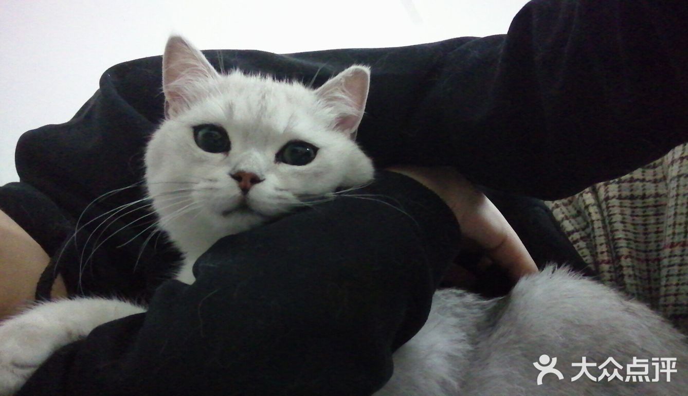 曾经小小猫咪，如今傻不拉叽