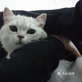 曾经小小猫咪，如今傻不拉叽