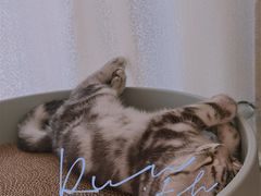 -lincat·猫舍(广州店)
