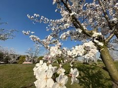 -花开海上生态园