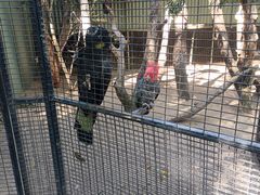 -费瑟代尔野生动物园