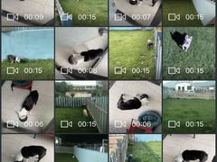 -趣玩宠物乐园寄养训犬训狗游泳池