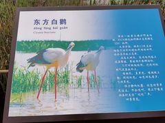 -盐城丹顶鹤湿地生态旅游区