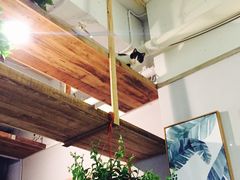 -吉丁鸟咖·异宠·寄养