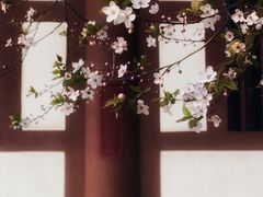 -西安青龙寺遗址景区