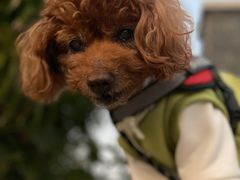 -芭比堂爱心动物医院(柯桥康爱分院)