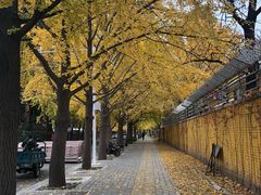 -三里屯东五街银杏大道
